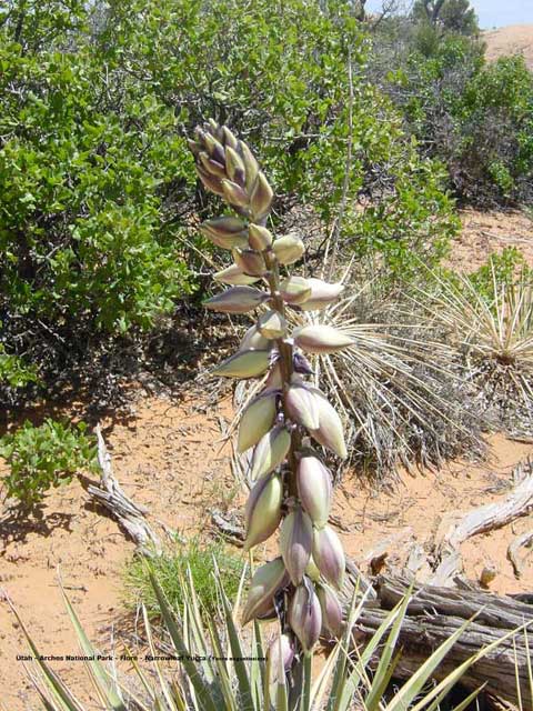 flore utah - yucca